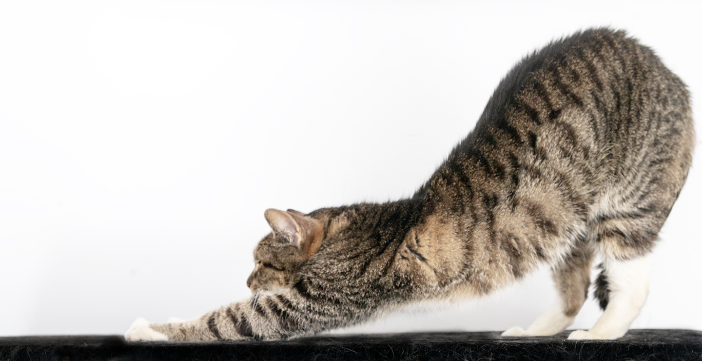 Top Cat Sanctuary cat photo